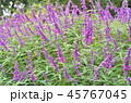 サルビア 45767045