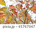 紅葉と赤い実 45767047