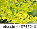 イチョウの黄葉 45767048