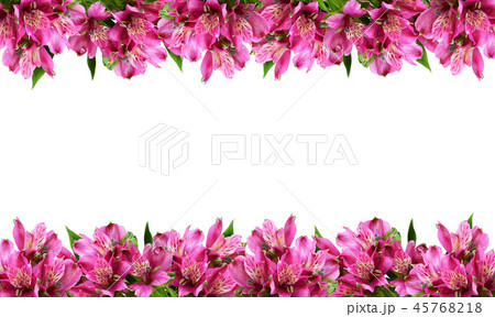 Pink alstroemeria flowers in borders Pink alstroemeria flowers in borders 45768218