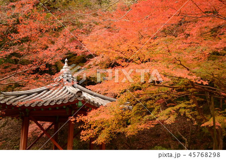 紅葉谷公園 45768298