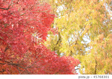 紅葉谷公園 45768301