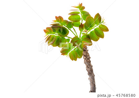 Branch Branch 45768580