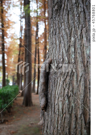 意味深な木のコブ 45768801