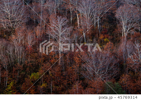 月山の紅葉 45769314