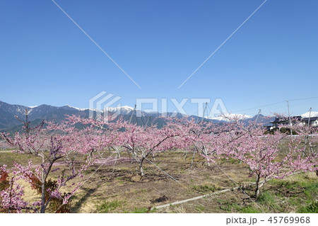 桃の花と北アルプス　　長野県中信地方 45769968