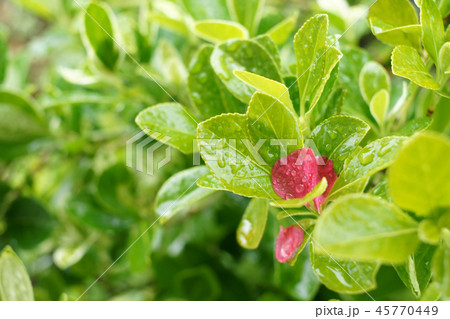 鳥取　四季の散歩　春　東光寺 45770449