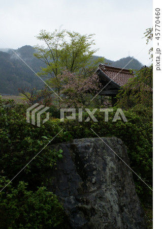 鳥取　四季の散歩　春　東光寺 45770460