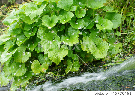 鳥取 四季の散歩 春 東光寺 鳥取 四季の散歩 春 東光寺 45770461