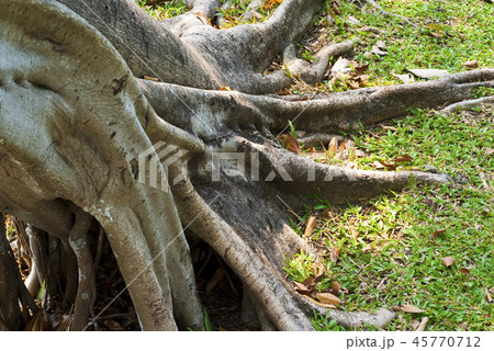 Expand Roots of Banyan tree Expand Roots of Banyan tree 45770712
