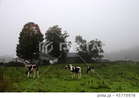 Cow .. 45770976