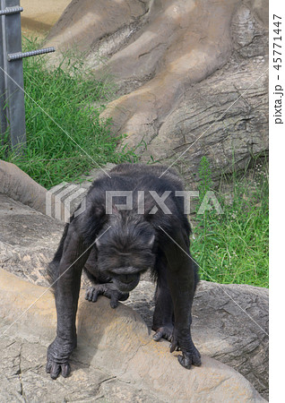 天王寺動物園のチンパンジー 45771447