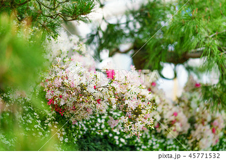 盆栽物語 45771532