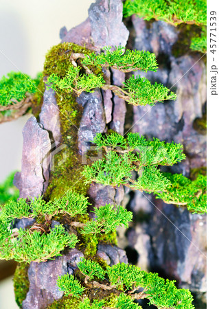 盆栽物語 45771539