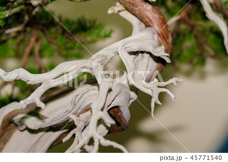 盆栽物語 45771540