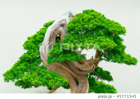 盆栽物語 45771545