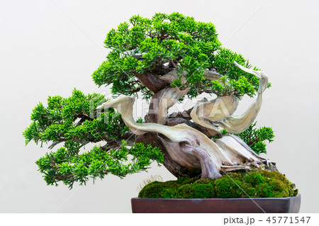 盆栽物語 45771547