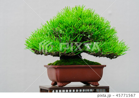 盆栽物語 盆栽物語 45771567