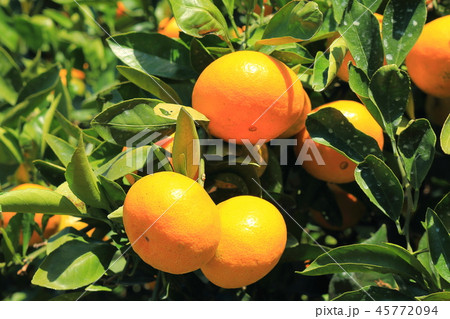 瀬戸内みかん 瀬戸内みかん 45772094