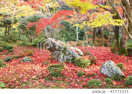 紅葉の庭1 45772335