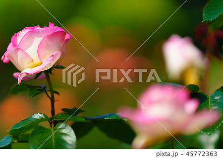 花物語（薔薇） 45772363