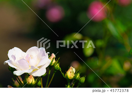 花物語(薔薇) 花物語(薔薇) 45772378