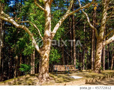 【静岡県伊豆市】木陰のベンチ【修善寺虹の郷】 【静岡県伊豆市】木陰のベンチ【修善寺虹の郷】 45772812