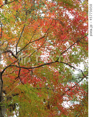 紅葉・秋イメージ 紅葉・秋イメージ 45773050