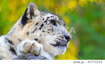 ユキヒョウ　16：9 45773352