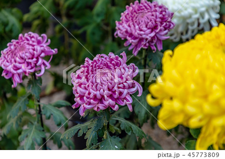 紫色と黄色の大菊 紫色と黄色の大菊 45773809