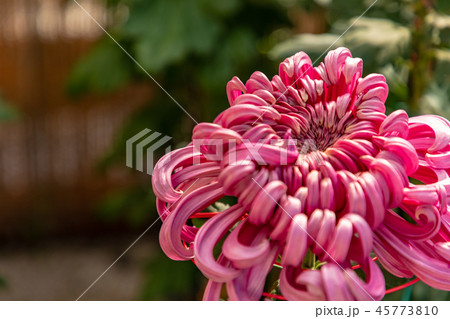 鮮やかな大菊の花 厚物 45773810