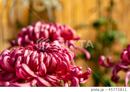 鮮やかな大菊の花 厚物 鮮やかな大菊の花 厚物 45773811