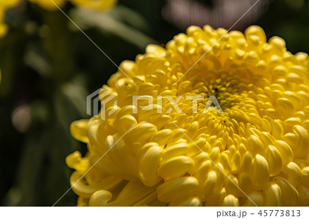 鮮やかな大菊の花 厚物 鮮やかな大菊の花 厚物 45773813