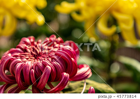ピンク色と黄色の大菊 45773814
