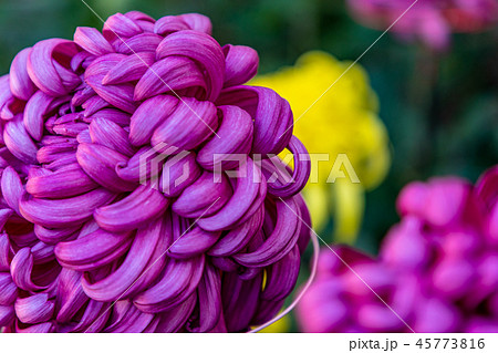 紫色と黄色の大菊 紫色と黄色の大菊 45773816