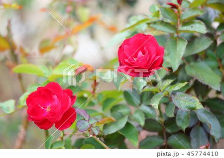 バラの花 レッドデビル バラの花 レッドデビル 45774410