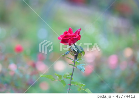 バラの花　ミスターリンカーン 45774412