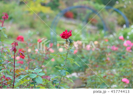 バラの花　ミスターリンカーン 45774413