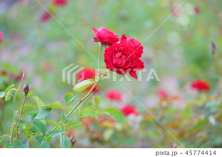 バラの花　リリーマルレーン 45774414