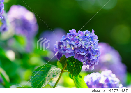 花物語(紫陽花の歌) 花物語(紫陽花の歌) 45774487