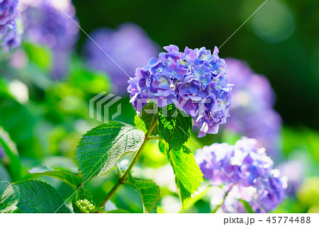 花物語(紫陽花の歌) 花物語(紫陽花の歌) 45774488