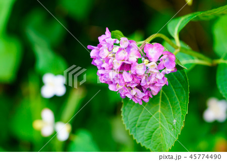 花物語(紫陽花の歌) 花物語(紫陽花の歌) 45774490