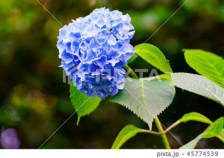 花物語(紫陽花の歌) 花物語(紫陽花の歌) 45774539