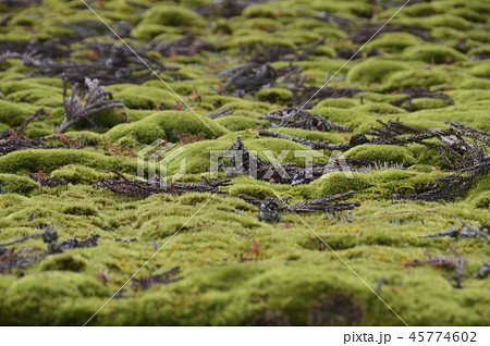 苔むした屋根(高野山・壇上伽藍/和歌山県伊都郡高野町高野山) 苔むした屋根(高野山・壇上伽藍/和歌山県伊都郡高野町高野山) 45774602