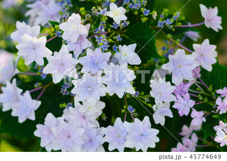花物語(紫陽花の歌) 花物語(紫陽花の歌) 45774649