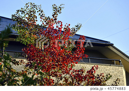 紅葉、ハゼの木の紅葉、隣家の庭園＠鴨谷台、南区、堺市、大阪府 45774883