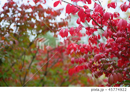 マユミ紅葉 マユミ紅葉 45774922