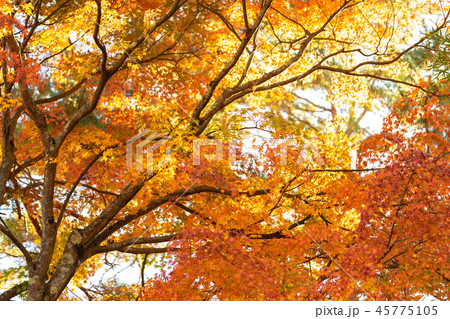 Maple leaves change color. From green to yellow Maple leaves change color. From green to yellow 45775105