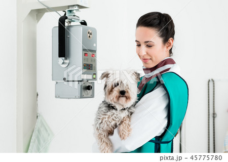 Veterinarian carrying sick puppy in x-ray room 45775780
