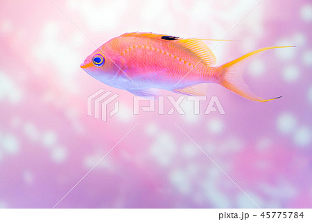 Close up pink anthias fish glittering background 45775784